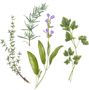 Assorted Culinary Herbs Illustration PNG