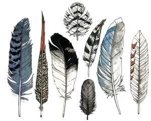 Assorted_ Feather_ Collection_ Illustration PNG image