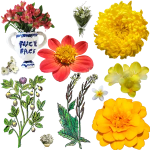 Assorted Floral Collection Black Background PNG image