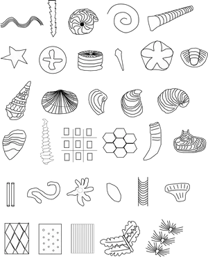 Assorted Fossil Illustrations PNG