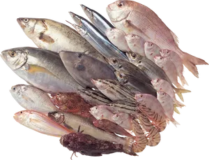 Assorted Fresh Catchof Fish PNG image