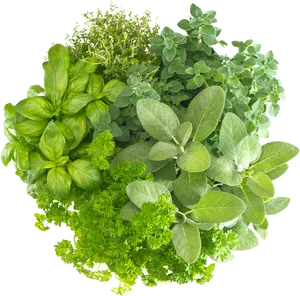 Assorted Fresh Herbs Collection PNG image