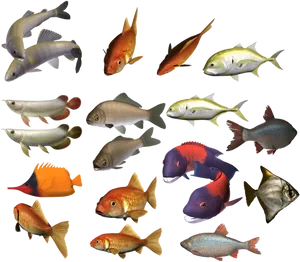 Assorted Freshwater Fish Collection