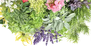 Assorted Garden Bushesand Flowers PNG image