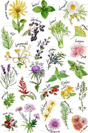 Assorted Herbsand Flowers Illustration PNG image