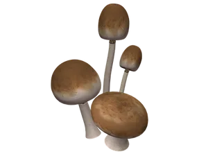 Assorted Mushrooms Black Background PNG image