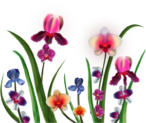 Assorted Orchids Illustration PNG