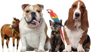 Assorted Pets Group Portrait PNG image