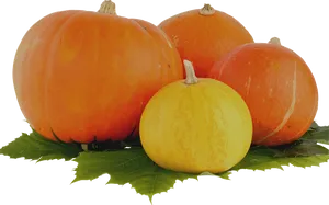 Assorted Pumpkinson Leaves PNG image