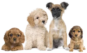 Assorted Puppy Breeds Group