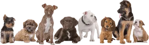 Assorted Puppy Breeds Lineup PNG