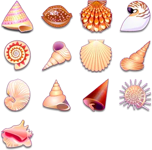 Assorted Seashell Collection
