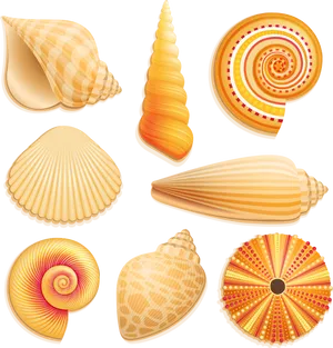 Assorted Seashell Illustrations PNG image