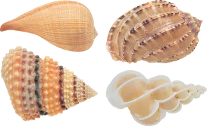 Assorted Seashells Collection PNG image