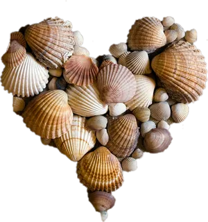 Assorted Seashells Heart Shape PNG image