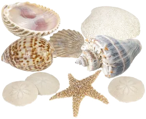 Assorted Seashellsand Starfish Collection PNG image