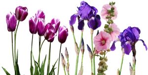 Assorted Spring Flowers Transparent Background PNG image