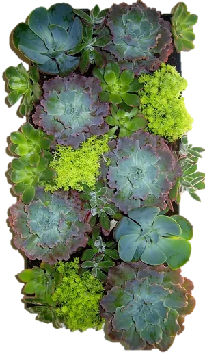 Assorted Succulents Vertical Garden PNG image