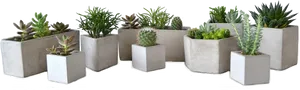 Assorted Succulentsin Concrete Planters PNG image