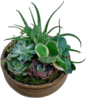 Assorted Succulentsin Planter PNG image