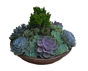Assorted Succulentsin Planter PNG image