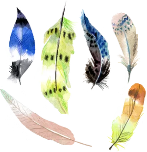 Assorted Watercolor Feathers Illustration PNG