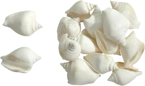 Assorted White Seashells Transparent Background