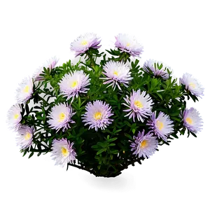 Aster Flower Bush PNG 06122024