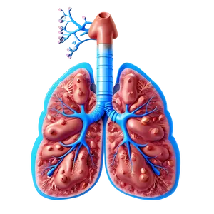 Asthma Affected Lung Png 06112024 PNG image