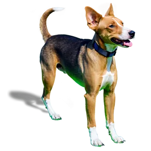 Athletic Dogs PNG Kel42