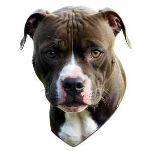 Athletic Pitbull Png Acl PNG image
