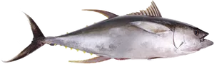 Atlantic Bluefin Tuna PNG image