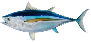Atlantic Bluefin Tuna Illustration