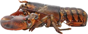 Atlantic Lobsteron Transparent Background PNG image