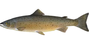Atlantic Salmon Side View
