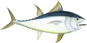 Atlantic Tuna Illustration