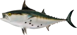 Atlantic Tuna Side View