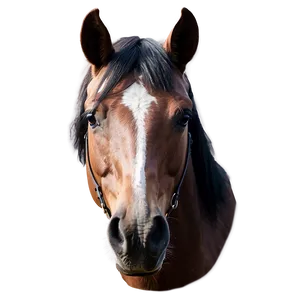 Atmospheric Horse Head Feature PNG 29