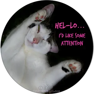 Attention Seeking Cat Meme PNG image