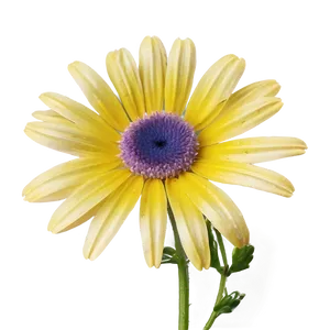 Attractive Daisy Representation Png 06202024 PNG image