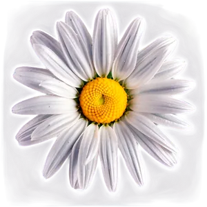 Attractive Daisy Representation Png 56 PNG image