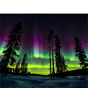 Aurora Borealis Through Pine Trees PNG Fhy78 PNG