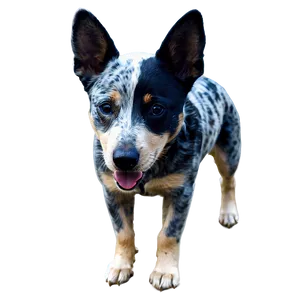 Australian Blue Heeler Png 06282024 PNG image