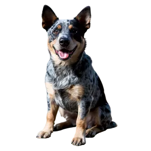 Australian Blue Heeler Png Amk PNG image