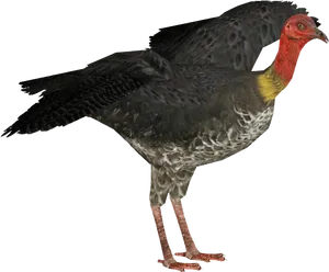 Australian_ Brush_ Turkey_ Profile