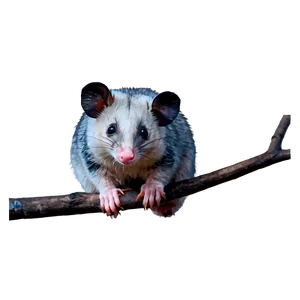 Australian Possum PNG 06112024 PNG