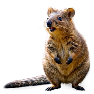 Australian Quokka Png 60 PNG image