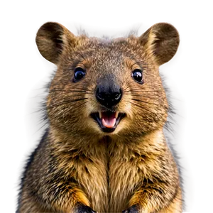Australian Quokka PNG Pej93