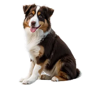 Australian Shepherd And Puppy Png 1 PNG image