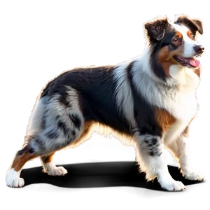 Australian Shepherd At Sunset Png Inw28 PNG image